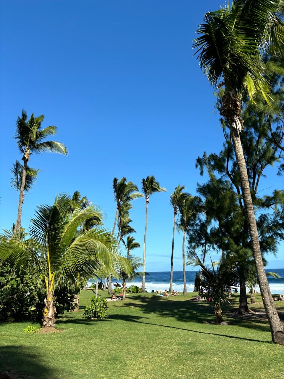 Tall palm trees and grass by the ocean at Grande Anse beach, in the south of Reunion Island